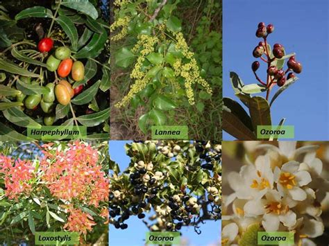 anacardiaceae species|Anacardiaceae: Characters, Distribution and Types.